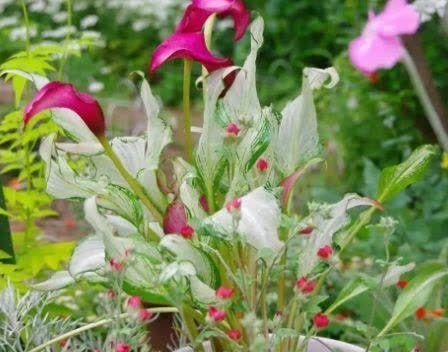 养花试试这几款,花开繁盛花香怡人,一个月不浇水也能长爆盆