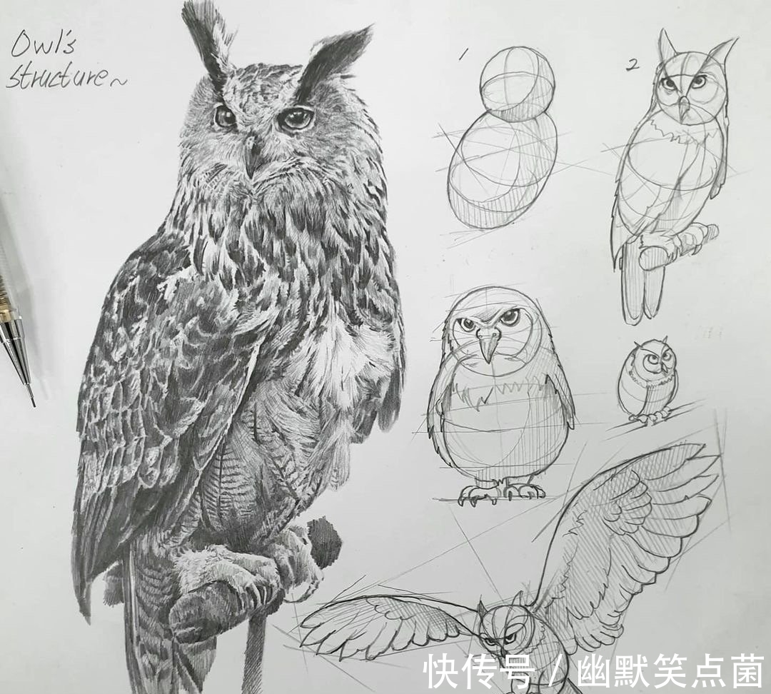 透视#动物素描很难画出体积感?其实是你的造型不对,老师都这样画的