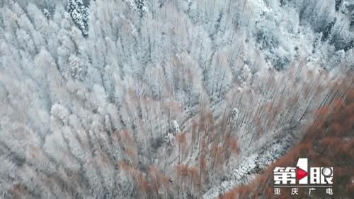 色彩|初雪山王坪：南国林海雪原 四季色彩同聚一山