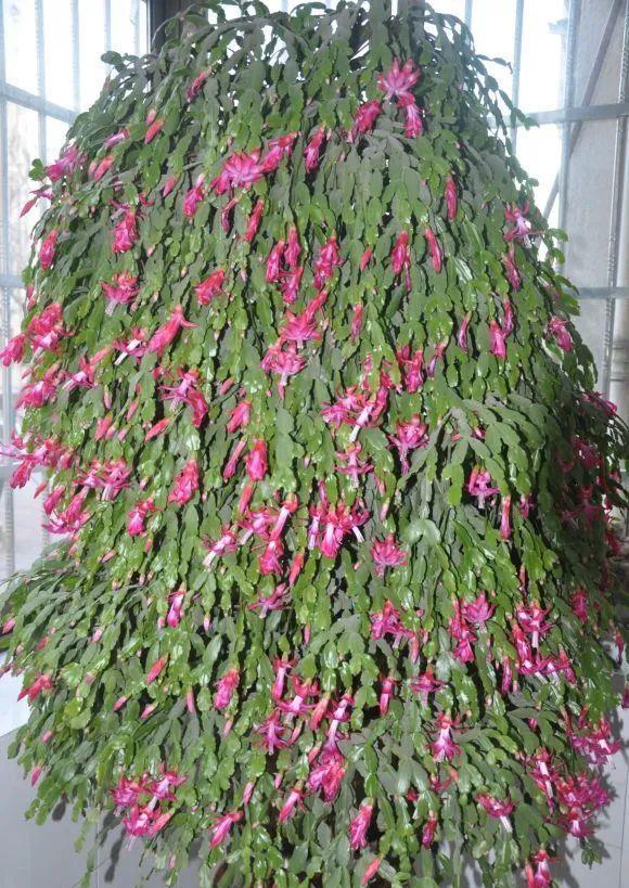 养花达人:38年前,掏家底儿买的2盆花,1盆被偷,1盆传给孙子