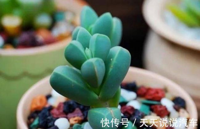 老手别看，新手一看就懂的多肉养护技巧