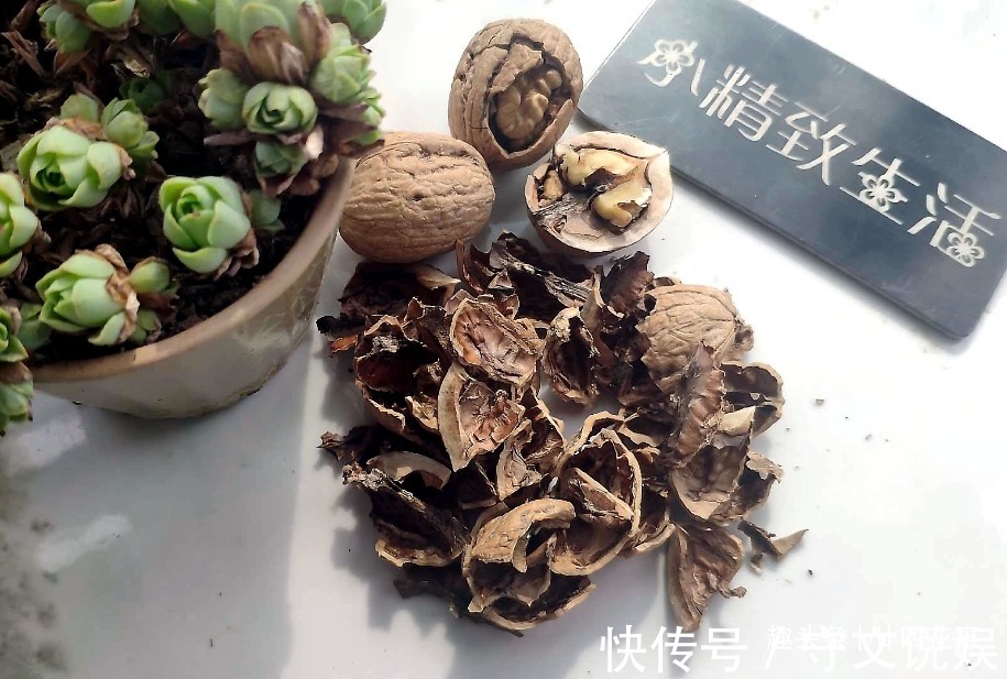 花草|吃完3样东西,留下“废壳”,闷一闷拿来养花,比营养土强10倍