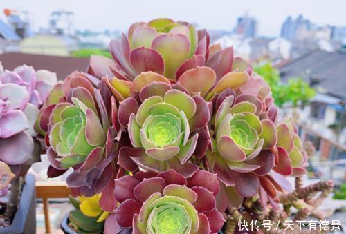 休眠|天热了,多肉出现“三症状”,就是休眠要遮荫,新手别忽视