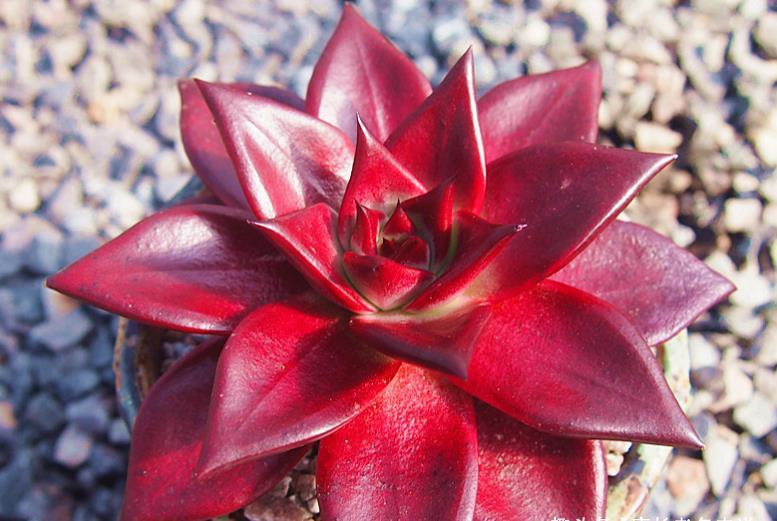 肉友|叶片四季皆红的多肉罗宾,不管你说它好不好养,反正我是觉得好养