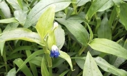 此种“野草”不多见,被称为“鸭跖草”,珍贵、值钱,请勿忽视