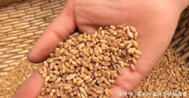 诱惑力|蚯蚓“万能”饵,只需按我说的用,不吹不黑,钓上的鲫鱼都很大