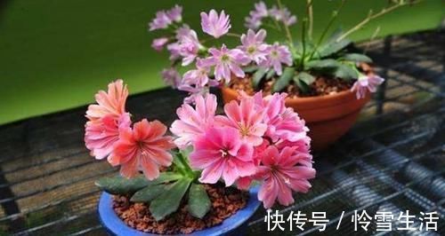 买菜的塑料袋别扔了，用来养花，养啥都旺，谁用谁知道