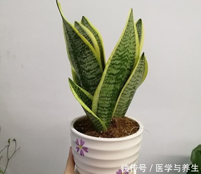 蛭石|栽植虎皮兰,土壤里加点“它”,叶片碧绿旺盛,一年长高30cm!