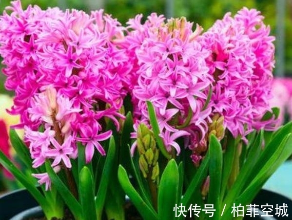 5种花养阳台,浇点水就狂开花,开成花海,邻居看了都羡慕!