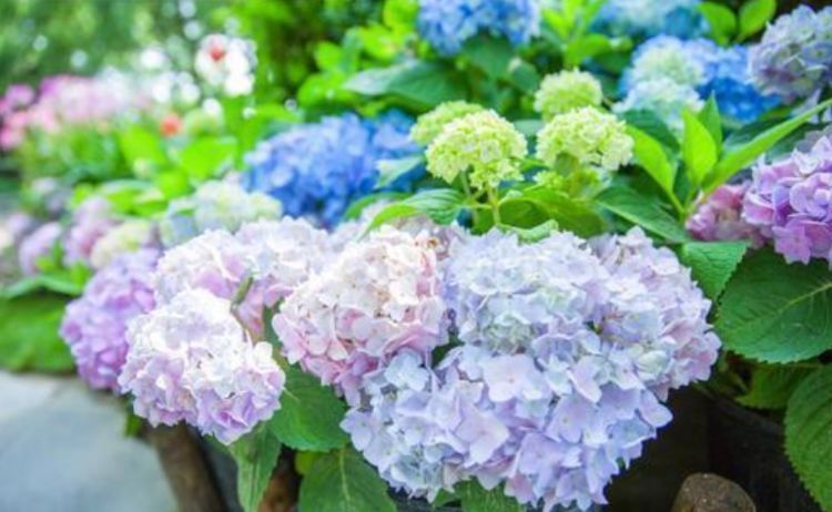 5种花漂亮易爆盆，开花幽香暗淡，花型圆滚惹人爱，值得拥有