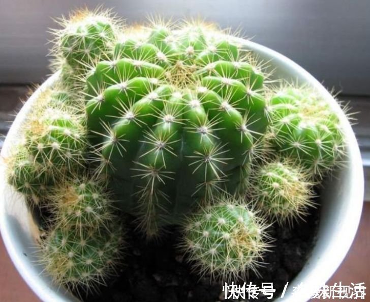 家养|人养花,花也养人,家养3种花,漂亮还净化空气,烂漫迷人眼