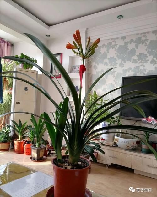 高手都用啤酒养君子兰，具体有啥好处？可能很多人都不知道！