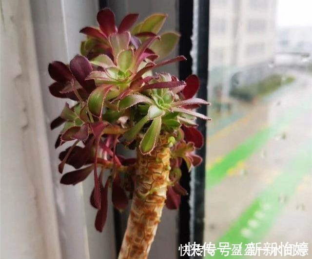 老桩|相见恨晚的多肉爆盆法，试一次爆一盆，赶紧用一用！