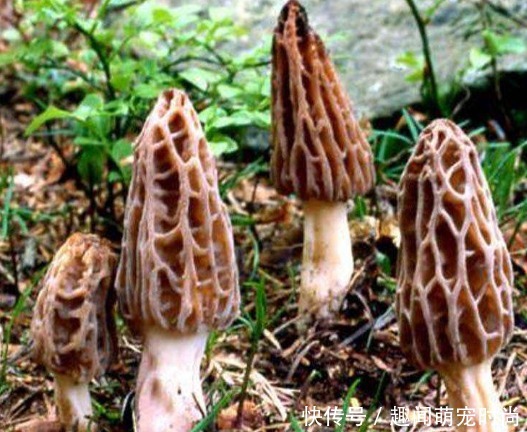 种食材|中国“无人问津”的食材,到国外却被疯狂追捧,老外土豪赞不绝口