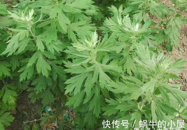 地骨皮|女性朋友的福音!一个方子,让经期准时上下班,不先来,也不后到