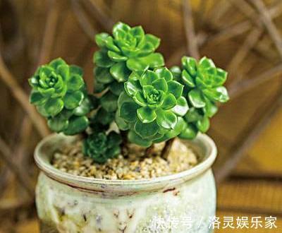 小技巧|多肉“蒂亚”还在充白菜3个小技巧,浑身红彤彤,颜色最耀眼