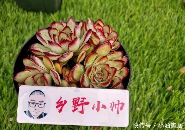  应对|多肉长气根分季节，不同情况应对方式不一样，你都了解吗？