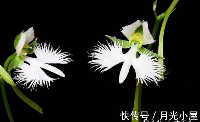非洲白鹭花|喜欢养花,那就养盆奇特的花:非洲白鹭花,花像飞舞的白鹭