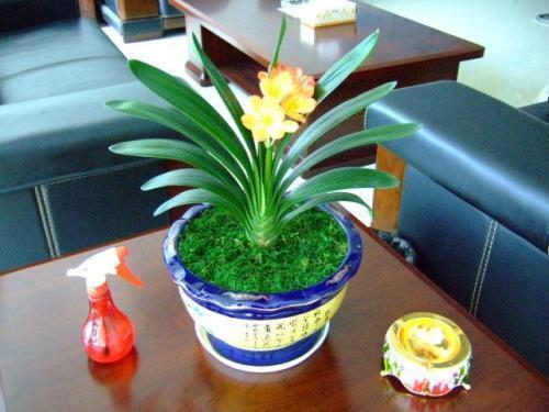 君子兰换土换盆,做好此3点,长叶快、根还壮、年年都能开花!