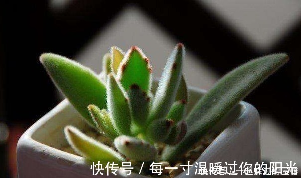 此花就像熊猫的爪子,花语是珍贵,保佑主人一帆风顺!