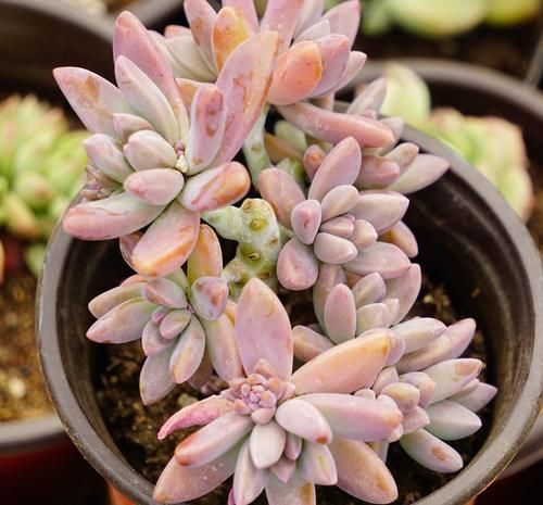 这些年“懒养”多肉的人都后悔了吧，毕竟满足这些植株才长得美