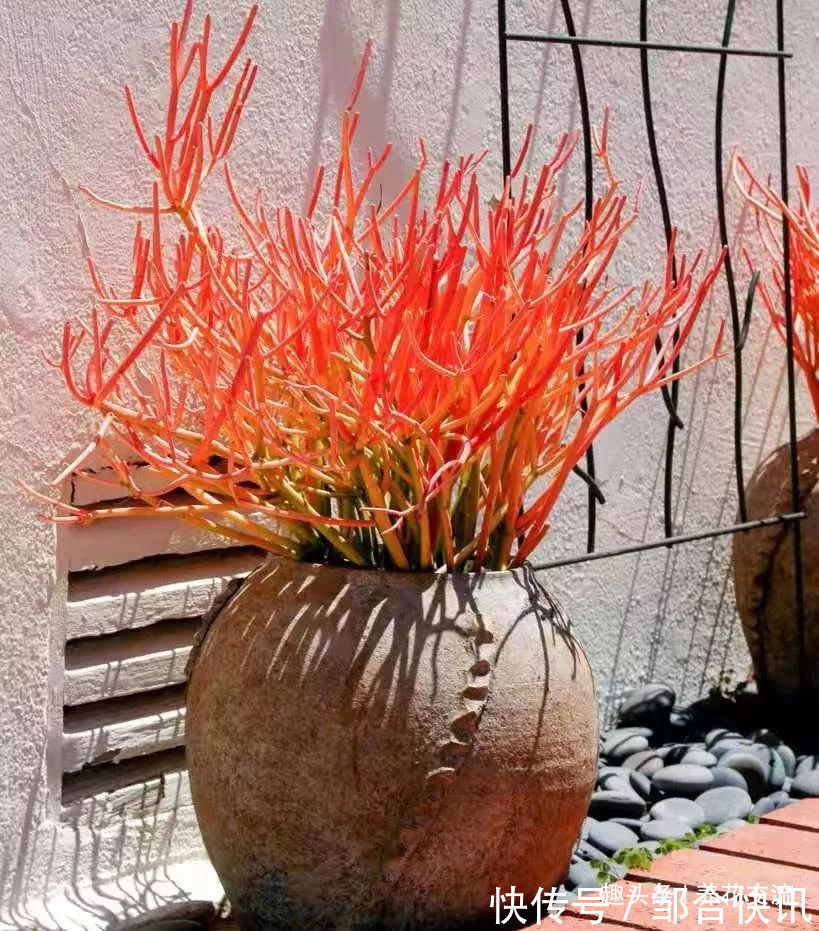 小花|多肉的品种又多又好看,为啥自己总养不活,那是因为没看到这几种