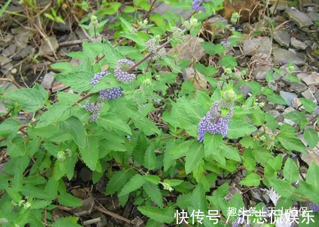适应能力|农村这野草叫“山薄荷”,对皮肤瘙痒有帮助,遇见记得采摘回家