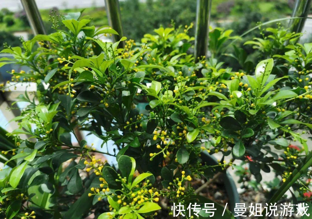 米兰这么养,疯狂冒新叶,开花香又多