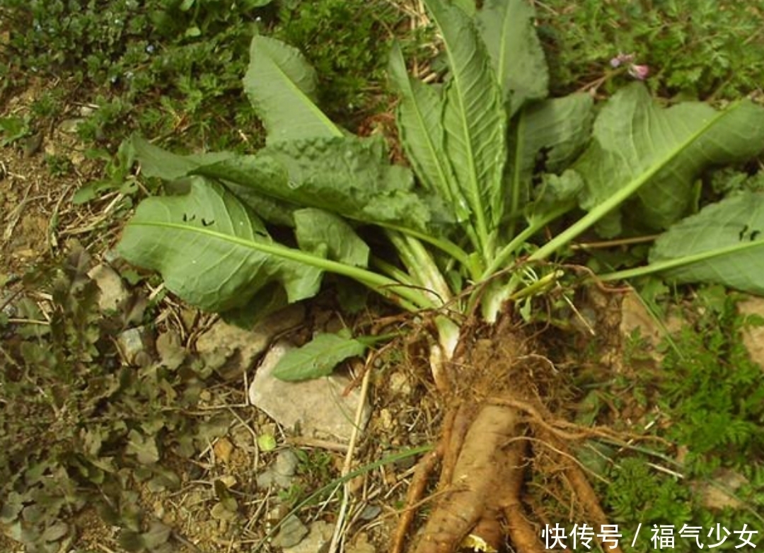 雪莲|提个醒:野外遇见此野草,不妨采些回家,人称“化雪莲”