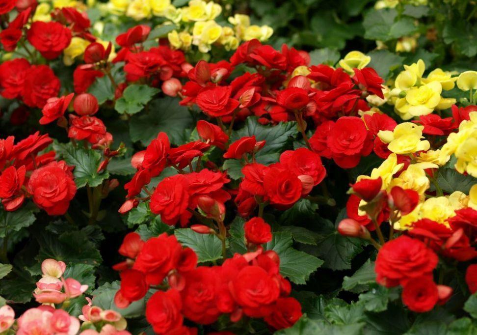 春天买花要谨慎，4种花“夏必死”，新手绕开走，别白花钱