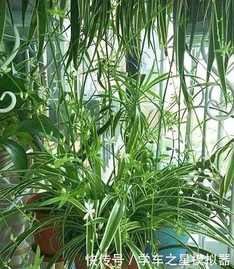 绿萝、吊兰“新玩法”,1片药加上几粒肥,半年养成“绿瀑布”!