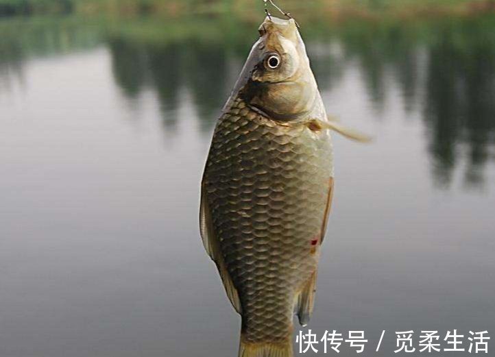 适合一年四季钓鲫鱼的实用小技巧,一般人不告诉他