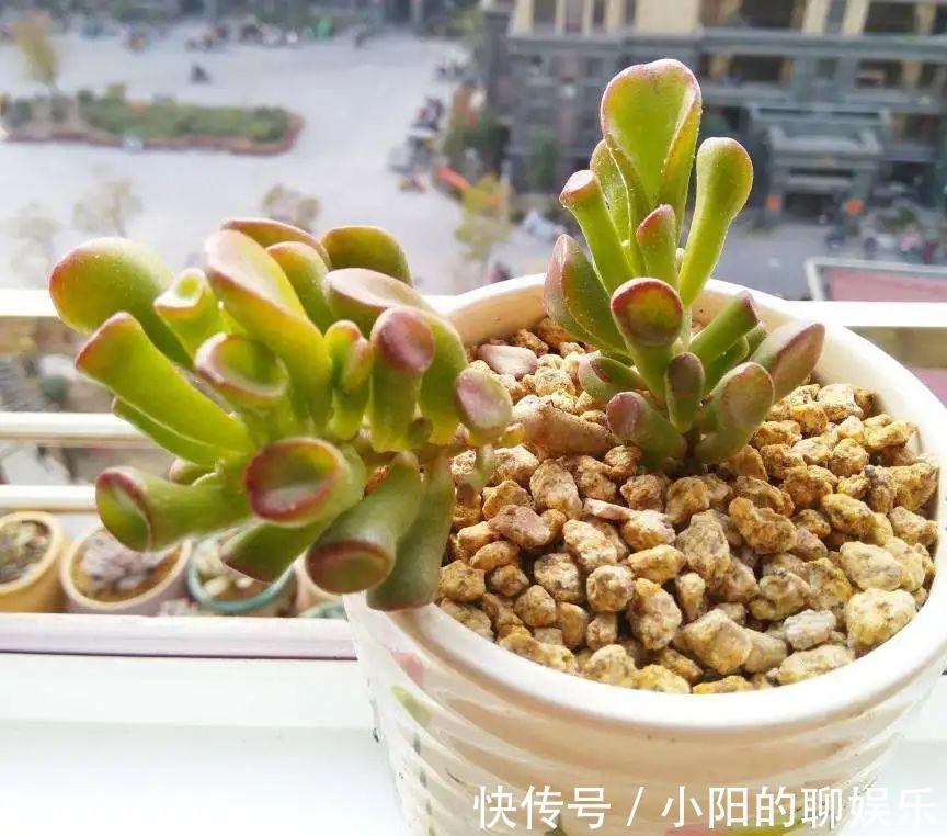 玉树能吸财，叶子长成存钱筒，太阳一晒红彤彤