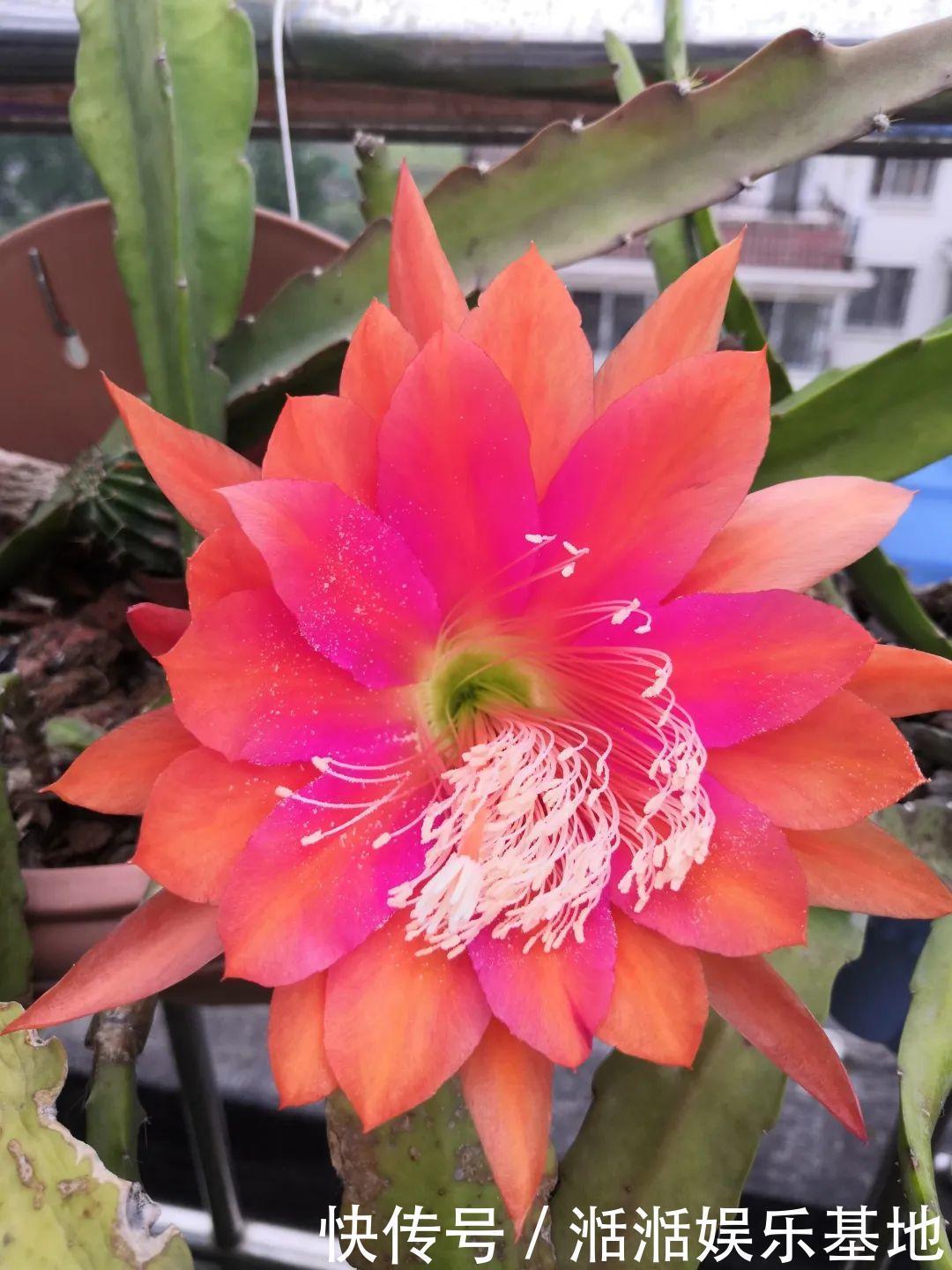 大爷家荷花种在花盆里，1次开花20朵，比巴掌还大！