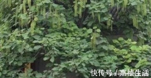 它的树叶可以用来提炼精油，木材比紫檀还值钱，在农村称为黄金树