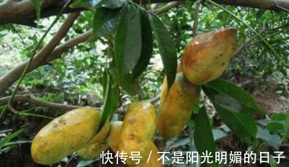 常吃|80后农村娃常吃的野果，如今已不允许折枝采摘，有钱也难买到