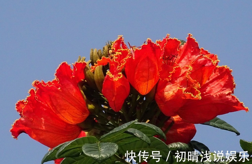 此花盛开十分漂亮且壮观，远看似树顶着火一般，是吉祥美丽的象征