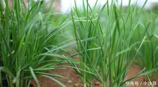 爱吃韭菜的要注意,这样韭菜不要买,白给都不要,现在知道还不晚