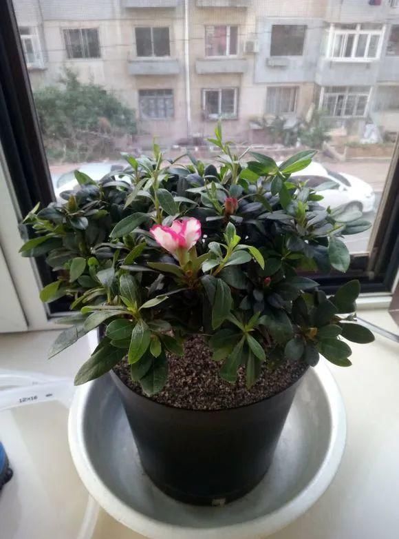 3种花春天别乱剪，乱剪不开花，影响一整年！