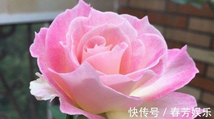 栽种|世上公认最美的4种花,开起花来“拦”不住,美不胜收,你养了吗