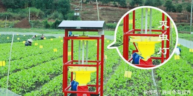 阳台还在晒衣服，拿来种菜可以吃上一整年，可香了！