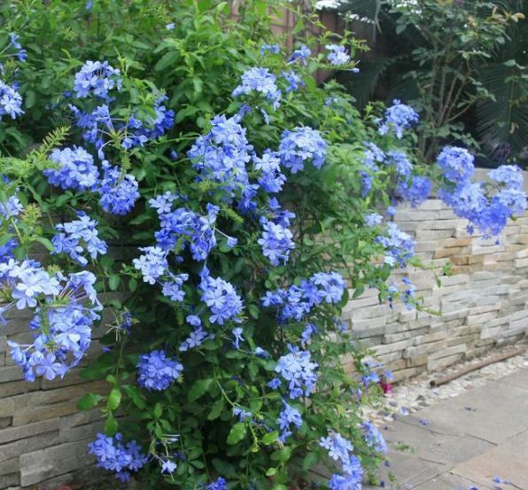 适合家庭养护的10种花,入冬了要注意保暖,不然冻伤了真可惜