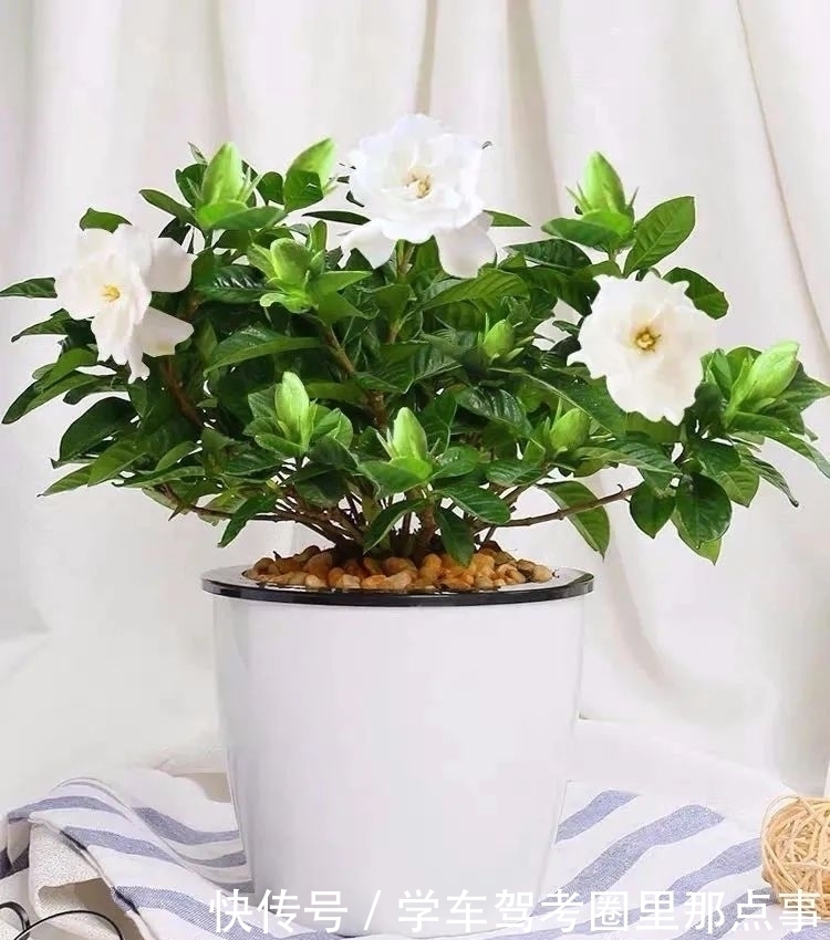 叶片|家养六种花，个个都是“醋坛子”，隔几天喝一点醋，叶子绿油油的，越长越旺盛