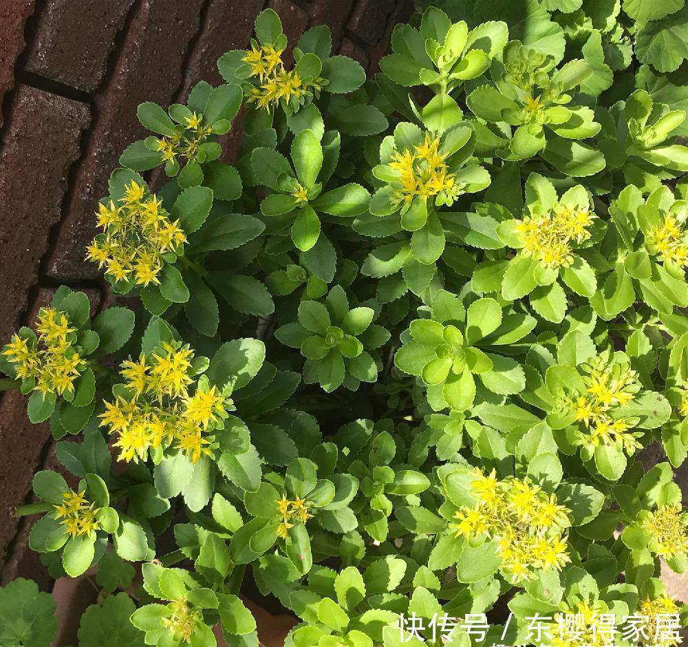 春夏季节开满金黄色花朵的三七景天，很好养的多肉，基本零难度