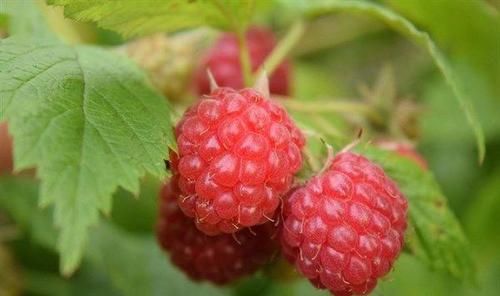 女性想要变年轻，常吃三种食物，刮油消脂，消除疲劳，增强体力