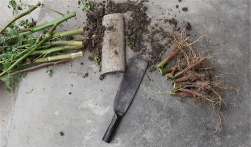 食用禁忌|曾在田边常见,嫩叶能当菜吃,如今价值颇高,老农爱挖根煲汤