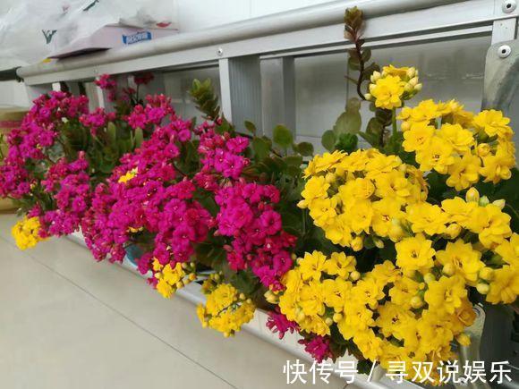 废油|“1种液体”经常见,用来养花比啤酒水、黄豆水都好,养啥花都旺