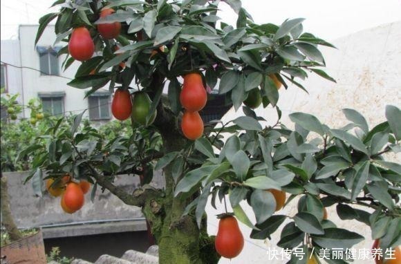 养护|聪明人都养这3种树,美观大气能镇宅,能养好几年!