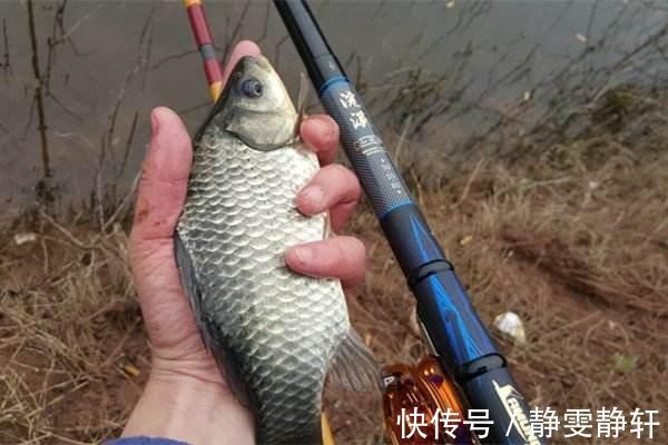 搞明白什么是大鲫压底，小鲫钓浮，野钓鲫鱼，也能比别人多钓几斤