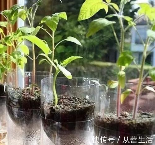 别再看不上塑料瓶，学会这些妙招，它堪当“养花神器”